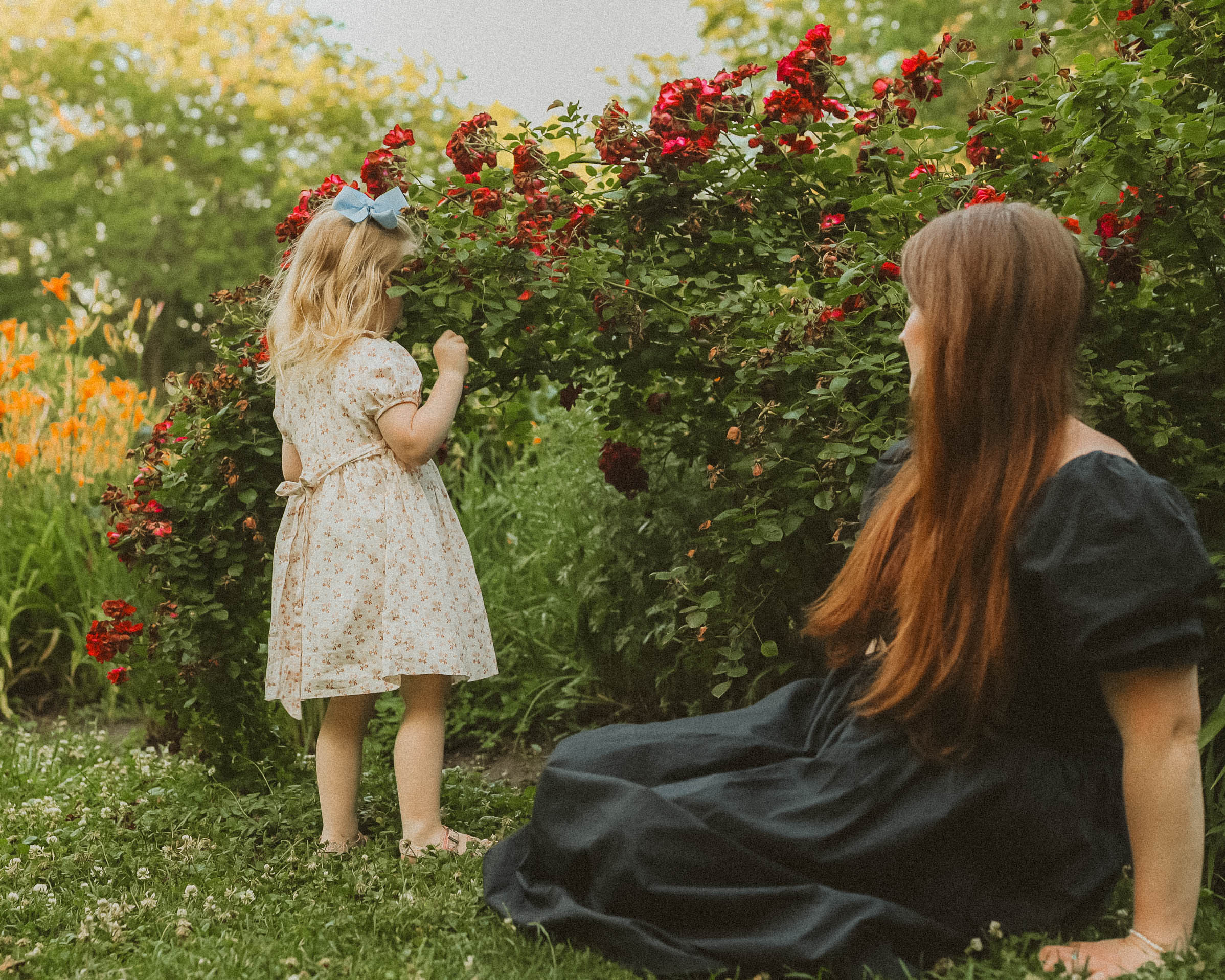little girls plays with rose bush leaning over as her mom looks at her during documentary family session in chicago