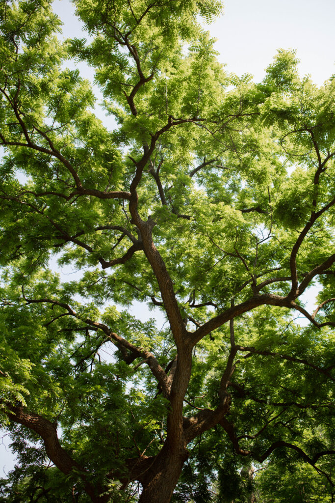 Large tree during summer in their backyard
Summer backyard wedding in Missouri featuring a large tree and elegant, presence-filled outdoor ceremony captured on film by Emily Ambie.