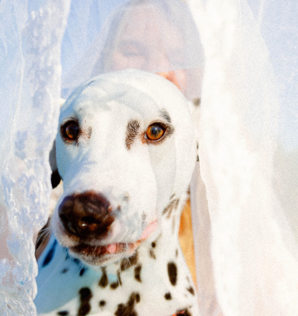 Artful editorial elopement photography with dogs joining the celebration in Columbia MO